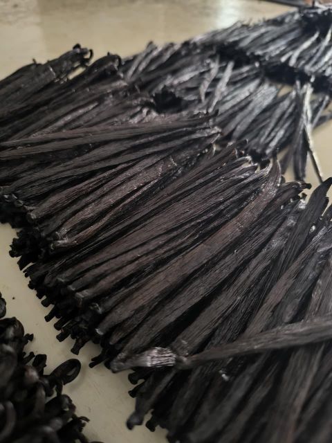 Vanilla Bean - Image 4