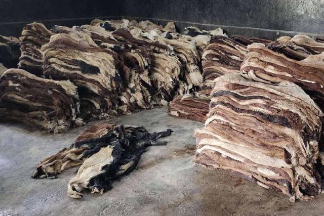Factory Supply Natural Wet Salted Donkey Hides Dry Salted Donkey Skins Premium Raw Hide for Leather Industry Worldwide - Image 4