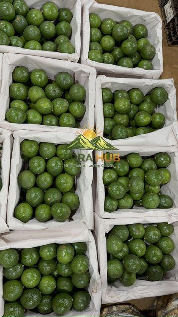 FRESH VIETNAM AVOCADO - Image 4