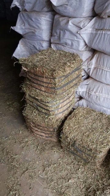 Fresh Green Peanut Straw Hay No.1 in Pakistan Type Peanut straw Feature Fresh green Color Green Natural Quality Guarantee 100% - Image 4