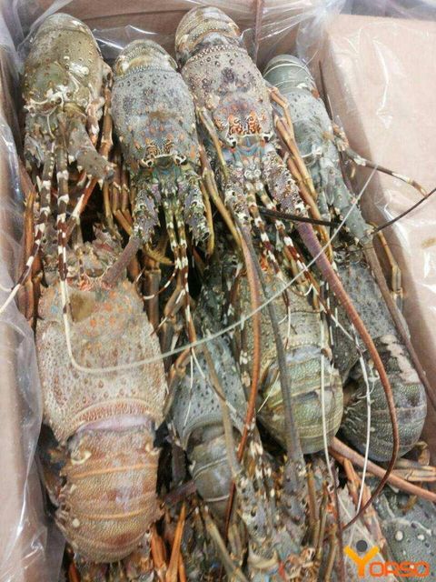 Fresh Live Lobsters High Quality Seafood Category Featuring Healthy Live Condition Excellent Texture And Buyer - Image 2