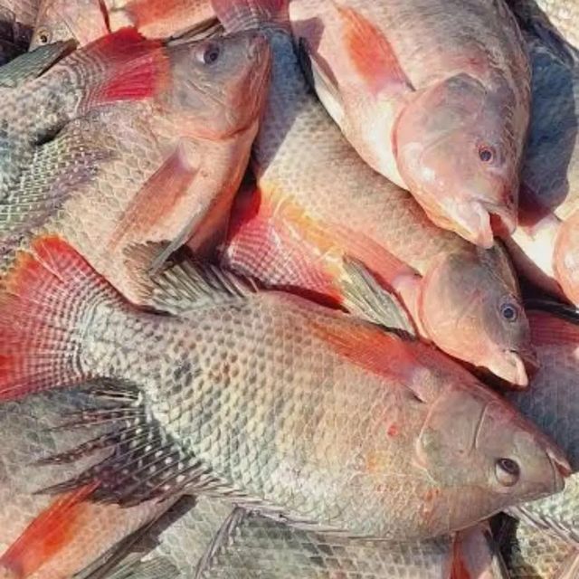 Frozen Seafood Tilapia for sale/ Wholesale frozen tilapia fillet fish /buy bulk tilapia fish - Image 2