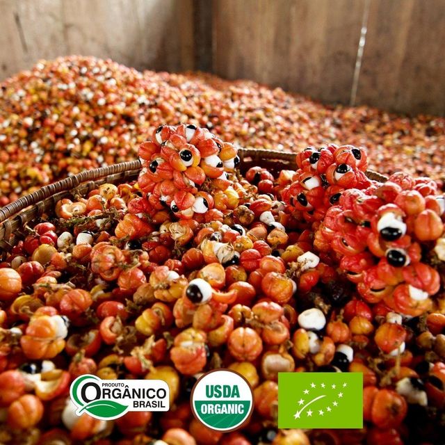 Freeze-Dried Guarana Powder from Brazil for Energy, Food and Beverage Applications - Image 3