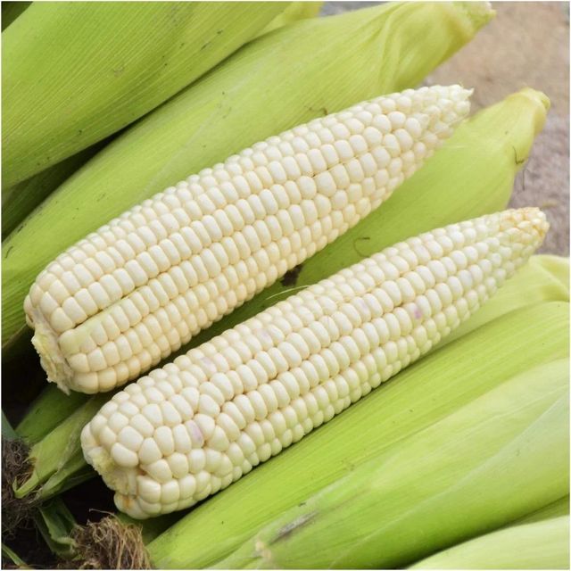 Export quality White Corn offered in bulk quantities for food processors where White Corn supports stable sourcing - Image 2