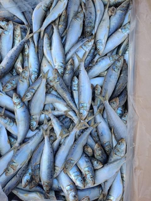 2026 New Catch Frozen Whole Round Sardine Fish Grade A IQF 10kg Carton Bulk Export Wholesale - Image 5