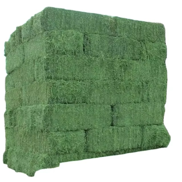 Timothy Hay Long Strand Fresh Grass For Livestock Nutrition And Pet Feeding Programs - Image 1