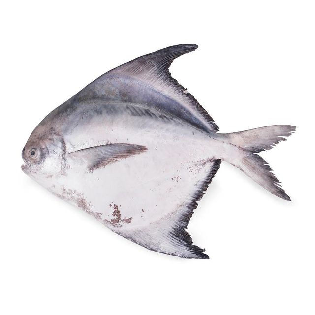 Frozen Silver Pomfret Fish Export Quality Whole Seafood Selection For International Food Industry Distribution - Image 3