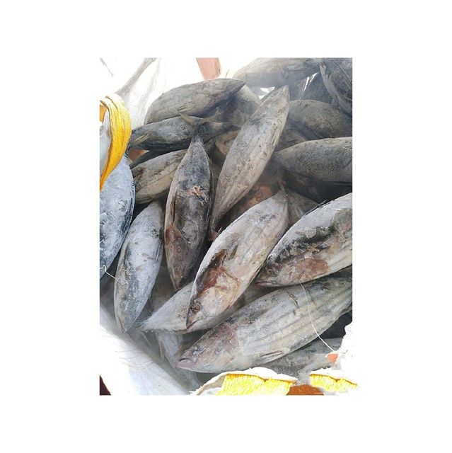 Wholesale frozen skipjack bulk supply low price high quality ocean fish - Image 4