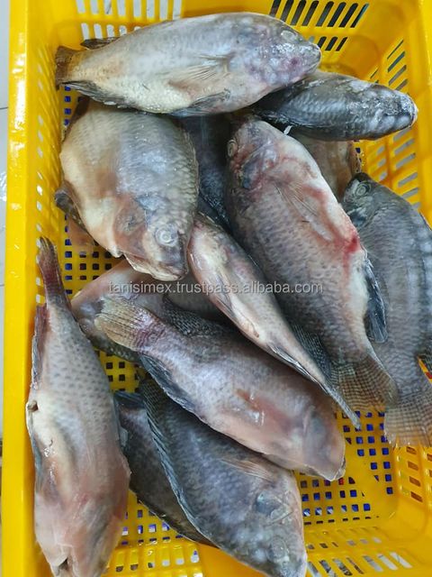 Frozen Black Tilapia Whole Gutted Cleaned WGS/ Tilapia mossambicus Competitive Price - Image 3