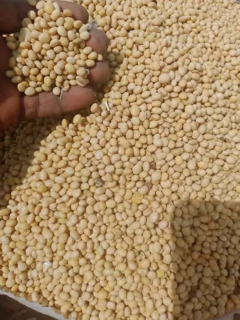 Soya Beans - Image 3