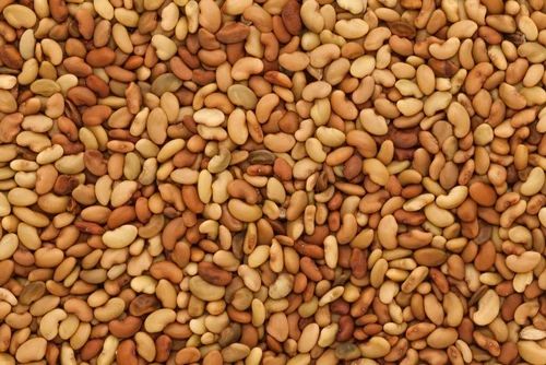 Quality Grass Seeds Alfalfa for sale / wholesale Alfalfa Seeds for sale - Image 3