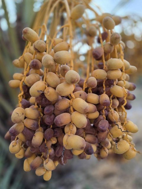 Dates and citrus fruits - Image 4