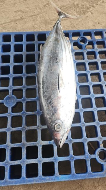 SKIPJACK TUNA Grade A Sea Frozen Place of Origin - Image 3