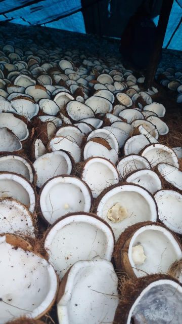 Mix-Grade Copra Grade Premium Content FAT : 60% Packaging PP bags Material Coconut Shell Weight (kg) 25 Kg / Bags Max. Moisture (%) 7% max - Image 4
