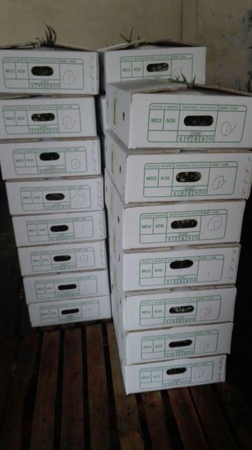 Premium Quality Sipahutar Pineapple from Indonesia - Image 3