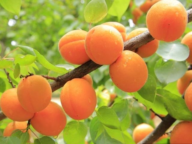 Special Hot Selling Selected ones Quick Frozen High quality Halves Apricot frozen Fruit - Image 6