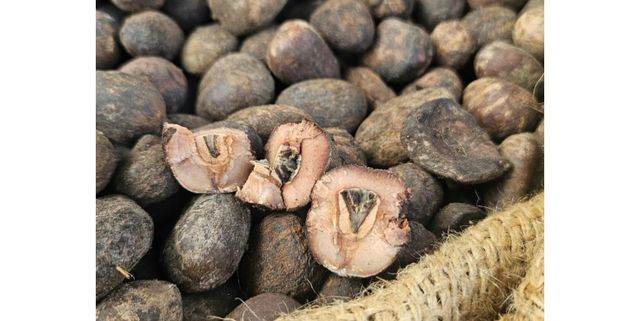 Unrefined Shea Butter (Vitellaria paradoxa) - Ivory Coast Origin, Raw Natural, for Cosmetics & Food – product photo 4, product detail gallery