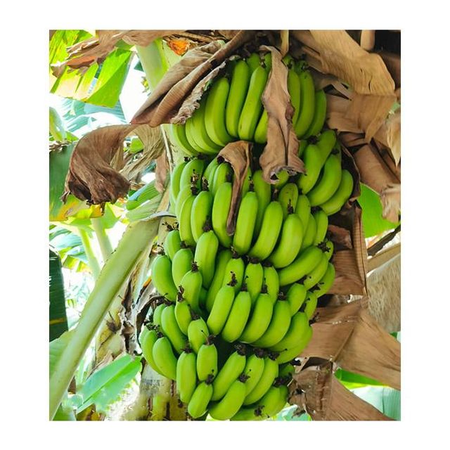 Buy Natural Green Fresh Bananas Affordable Price Fresh Cavendish Bananas Manufacturer From India - Image 6