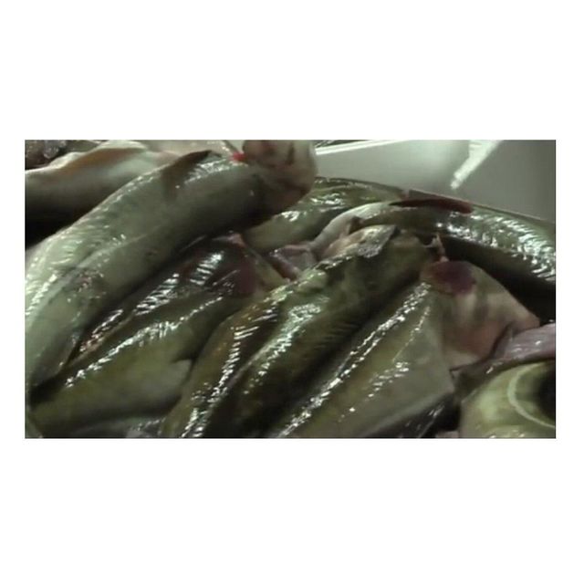 Cheapest Price Supplier Of Fresh / Frozen  Atlantic cod Fish / Fillets (Seafood) Available Bulk Stock - Image 3