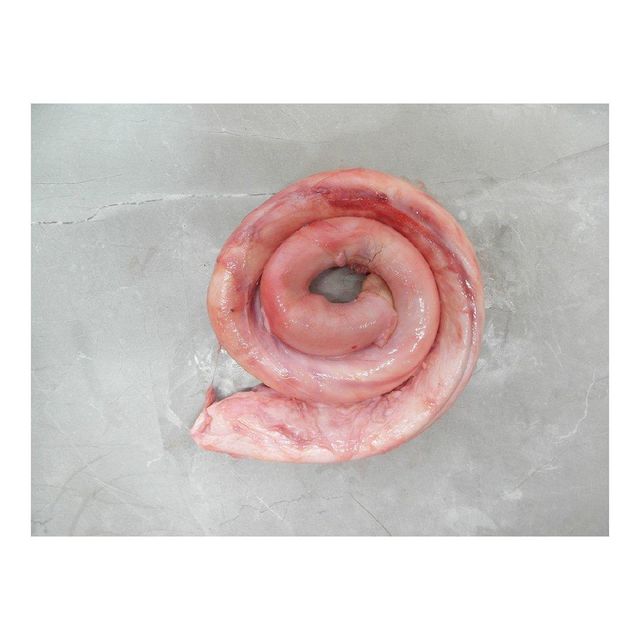 Beef pizzle packed in bulk cartons for export and long term storage - Image 2