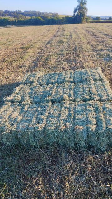 Brazilian Tifton Hay & Pre-Dried Forage – Tifton 85, Tifton 68, Oat & Ryegrass - Image 3