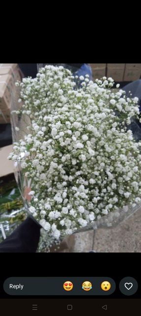 Gypsophila - Image 1