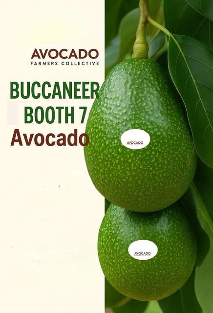 FRESH AVOCADO (Hass/Buccaneer/Booth7)~(Premium/ A,B,C Grades) – product photo 4, product detail gallery