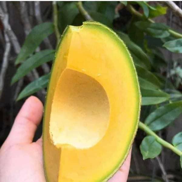 Frozen Avocado Is a Famous Product High Quality Best Price Fruit whatsap +255787979235 - Image 4