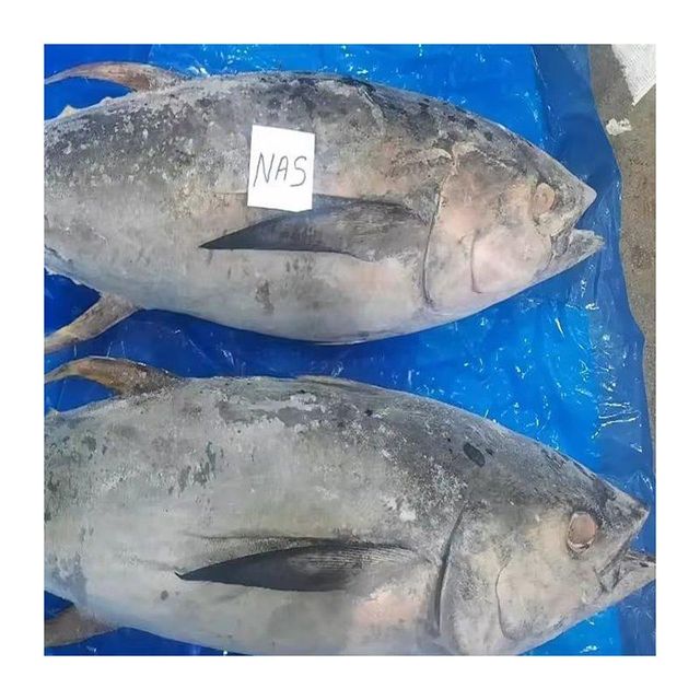 Premium quality frozen yellowfin tuna arranged for bulk buyers with fast delivery - Image 3