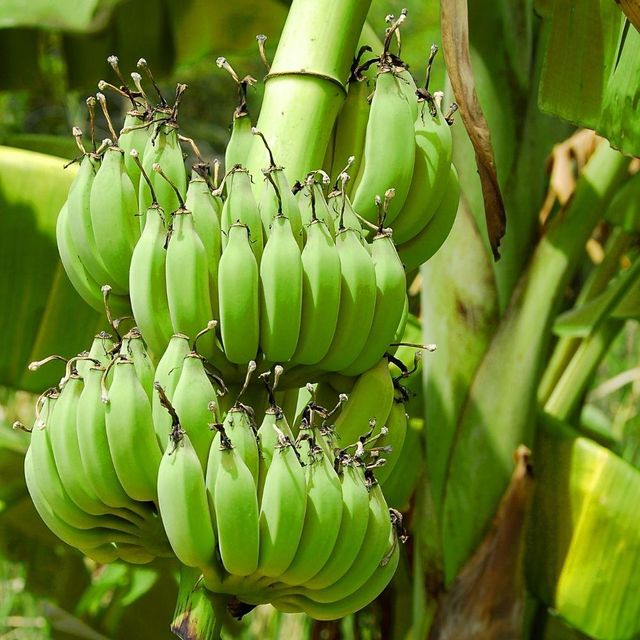 VIETNAM CAVENDISH Tropical Banana- Wholesale banana fresh /dried /Frozen Bananas - Image 5