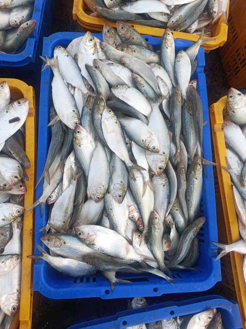 Frozen Sardine Fish Whole Round Size 60-150 Gr/pc Fob Price 1,20 Usd/kg Packing Block 10 Kg X 2 / Carton 20 - Image 2