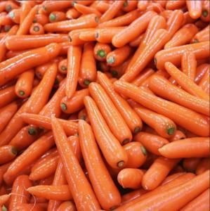 Carrot - Image 2