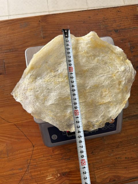 Dried Fish Maw, High quality dried fish maw 100% natural ingredient, no chemical Moisture <3% - Image 2