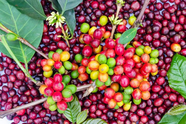 Specialty Arabica Coffee - Image 1