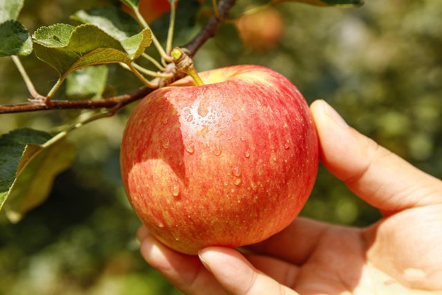 Class 1 Fuji Apple for sale - Image 3
