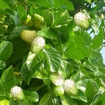 Cheap Noni Juice + Noni Fruit Powder  Material Noni Form VIET NAM Address VIET NAM Drying Process Noni Color Bromn - - Image 10