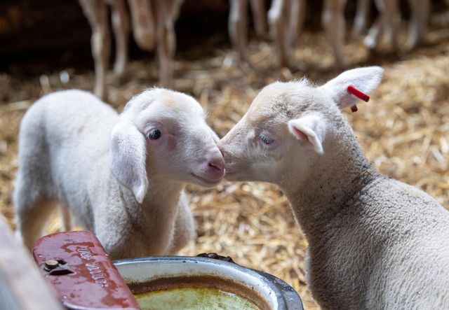 Cheap price live sheep ready for export with fast delivery and healthy condition - Image 1