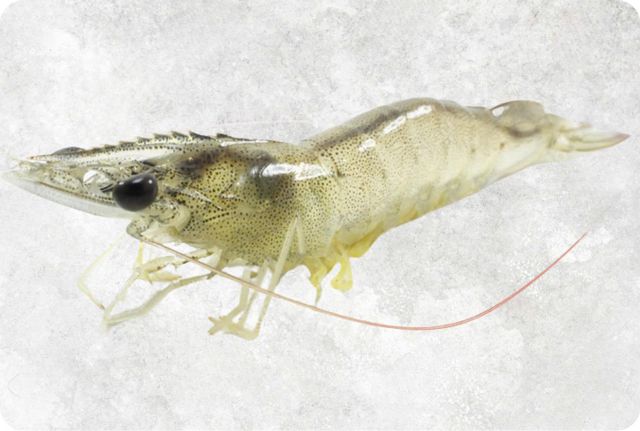 Frozen Vannamei Shrimp Supplier From Vietnam - Image 1