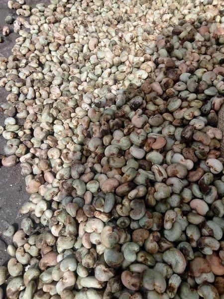 PREMIUM QUALITY CHEAP RAW CASHEW NUTS IN SHELL WHOLE SALE. WHATSAP +255787979235 FOR MORE DETAILS - Image 5
