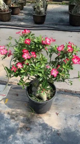 Real Live Indoor Plants Adenium Obesum - Image 1