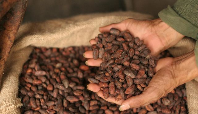 Premium Cocoa Beans For Chocolate Making And Confectionery Production With Rich Flavor Natural Aroma – product photo 4, product detail gallery