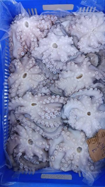 RELIABLE SUPPLY OF PREMIUM QUALITY SEAFOOD COMMON OCTOPUS(OCTOPUS VULGARIS) RICH FLAVOR WHOLE OCTOPUS SEAFROZEN 20KG CARTONS SALE - Image 1