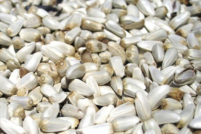 Safflower Seeds, Carthamus tinctorius, kasubha 99% Purity, Premium Export Quality, India - Image 4