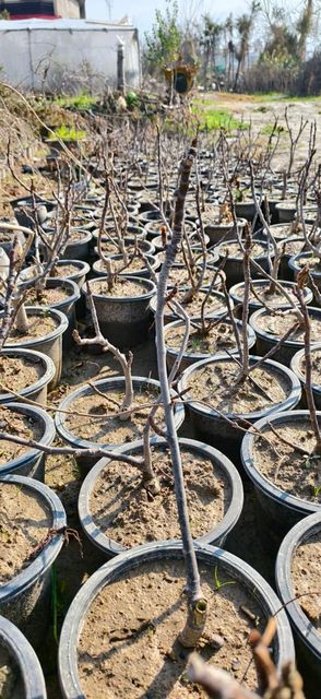 Yeroshlam figs (bigger size) live plants - Image 3