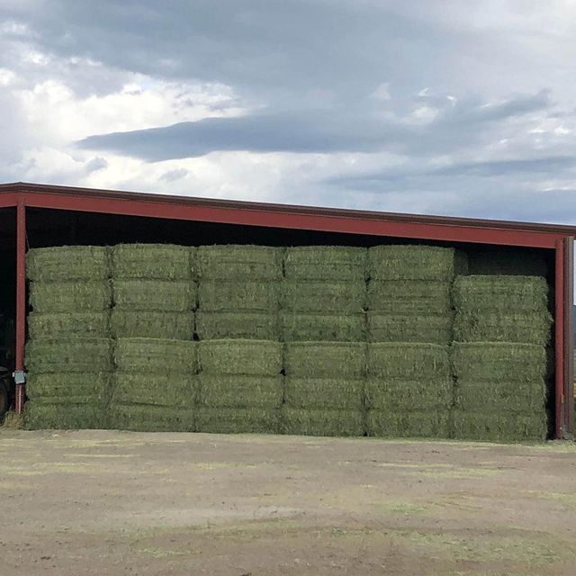 Nutrient Rich Timothy Hay For Rabbit Feeding Programs Delivering Reliable Forage Texture And Fiber Content - Image 4