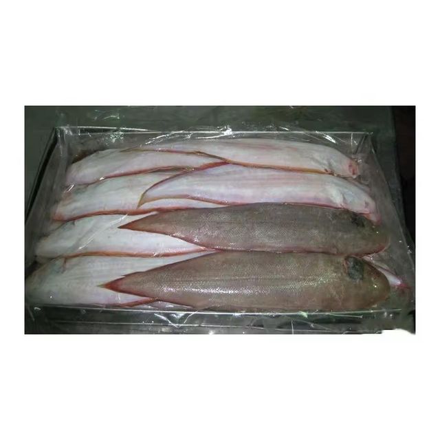 Bulk Frozen Plaice Flatfish Whole Gutted Fillets and Portion Cuts for Retailers and Importers - Image 2