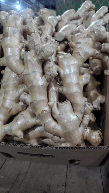 FRESH GINGER – product photo 5, product detail gallery