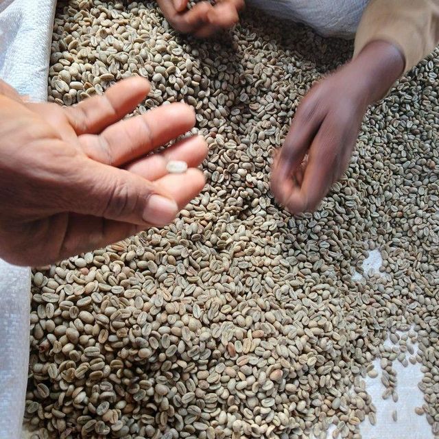 Coffee Bean (Arabica and Robusta) Type Coffee Bean (Arabica and Robusta) - Image 1