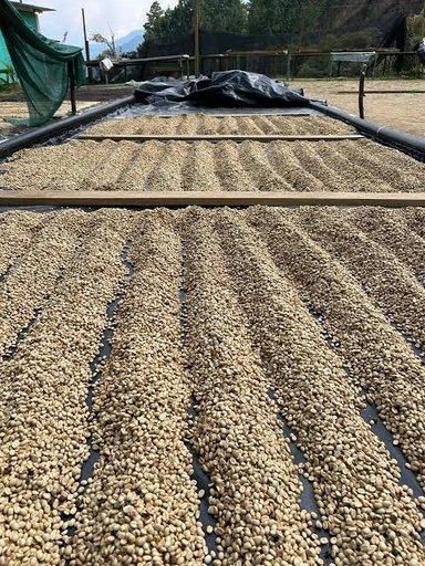 Coffee Bean (Arabica and Robusta) Type Coffee Bean (Arabica and Robusta) - Image 4