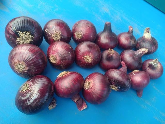 Onion Grade A Size 50:90 Type Red,Yellow Place of Origin Egypt Packaging 20Kg,25Kg,50Kg, jumbo - Image 2